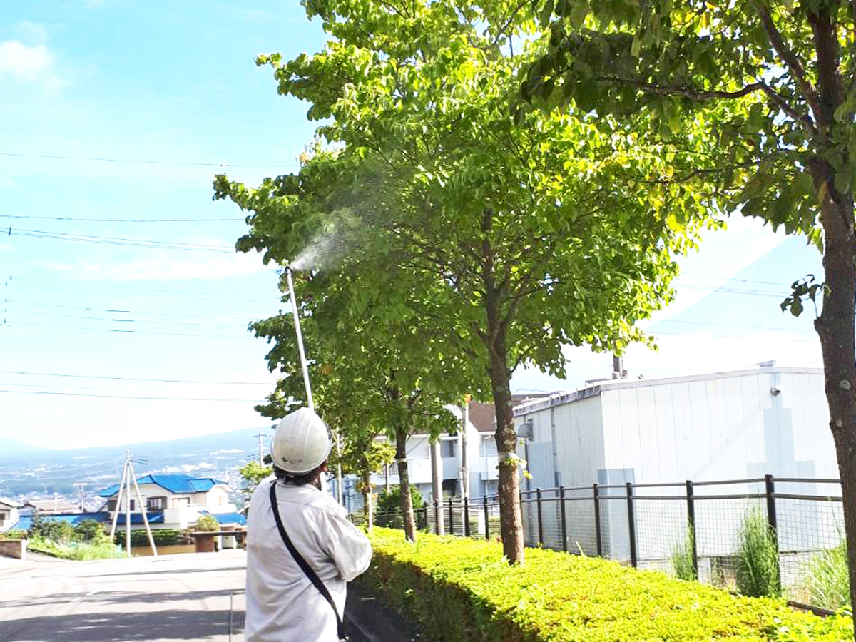 樹木についた虫を消毒します